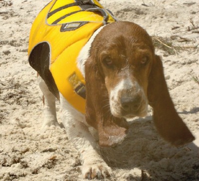 Sushi going for a swim