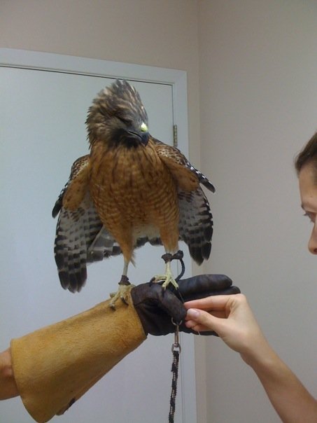 Medussa, a red tail Hawk